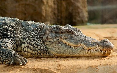 CROCODILE ESSENTIEL