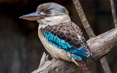 KOOKABURRA TOUR