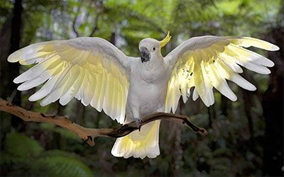 COCKATOO ESSENTIEL