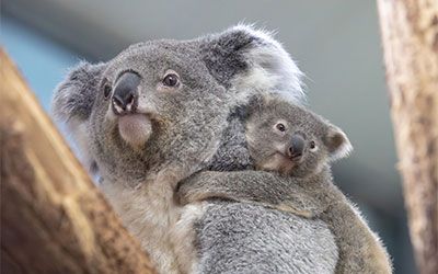 KOALA ESSENTIEL