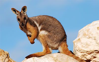 WALLABY ESSENTIEL
