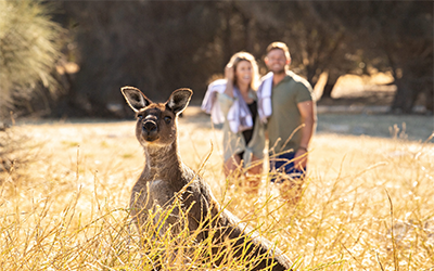 WALLABY TOUR
