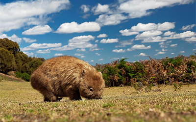 WOMBAT TOUR