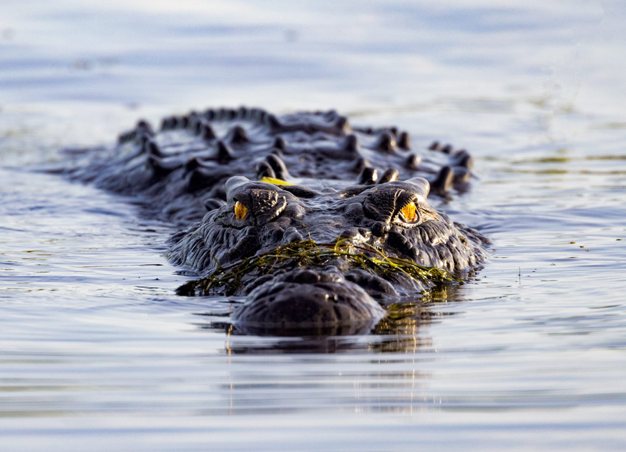 Crocodile Tour