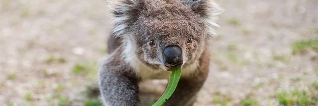 Sanctuaire de koalas + transfert