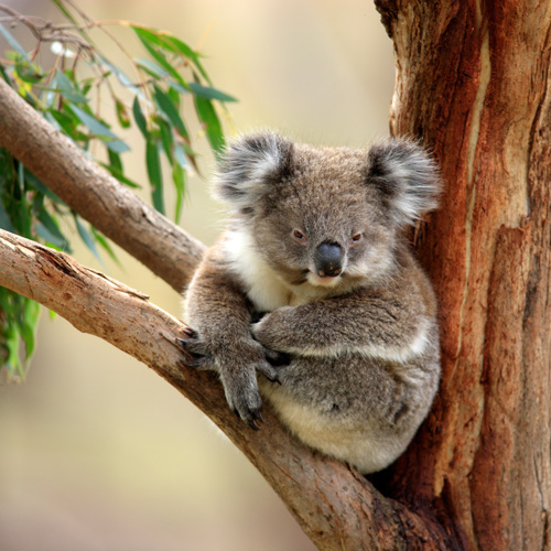 Sanctuaire des Koalas
