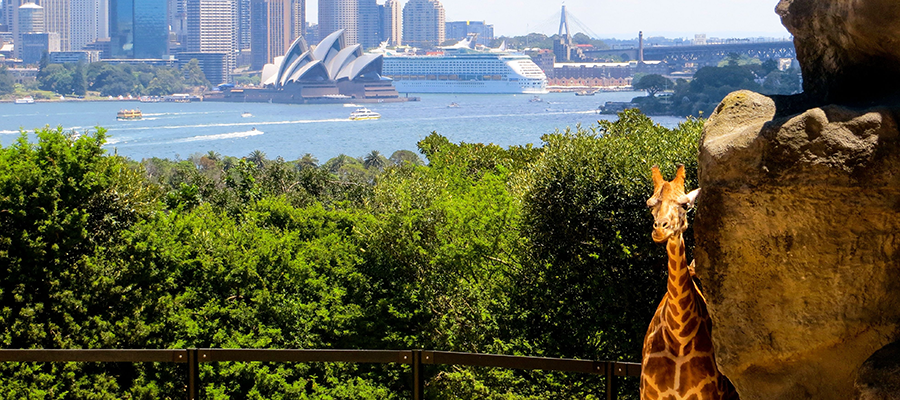 Croisi&egrave;re + Zoo de Taronga