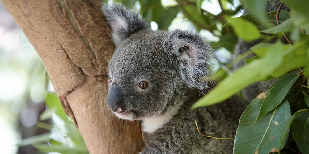 Townsville Australie