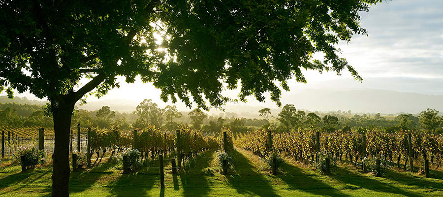 Excursion Yarra Valley